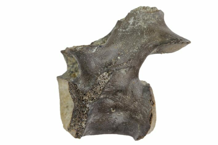 Permian Reptile Vertebra Fossil - Oklahoma #136363